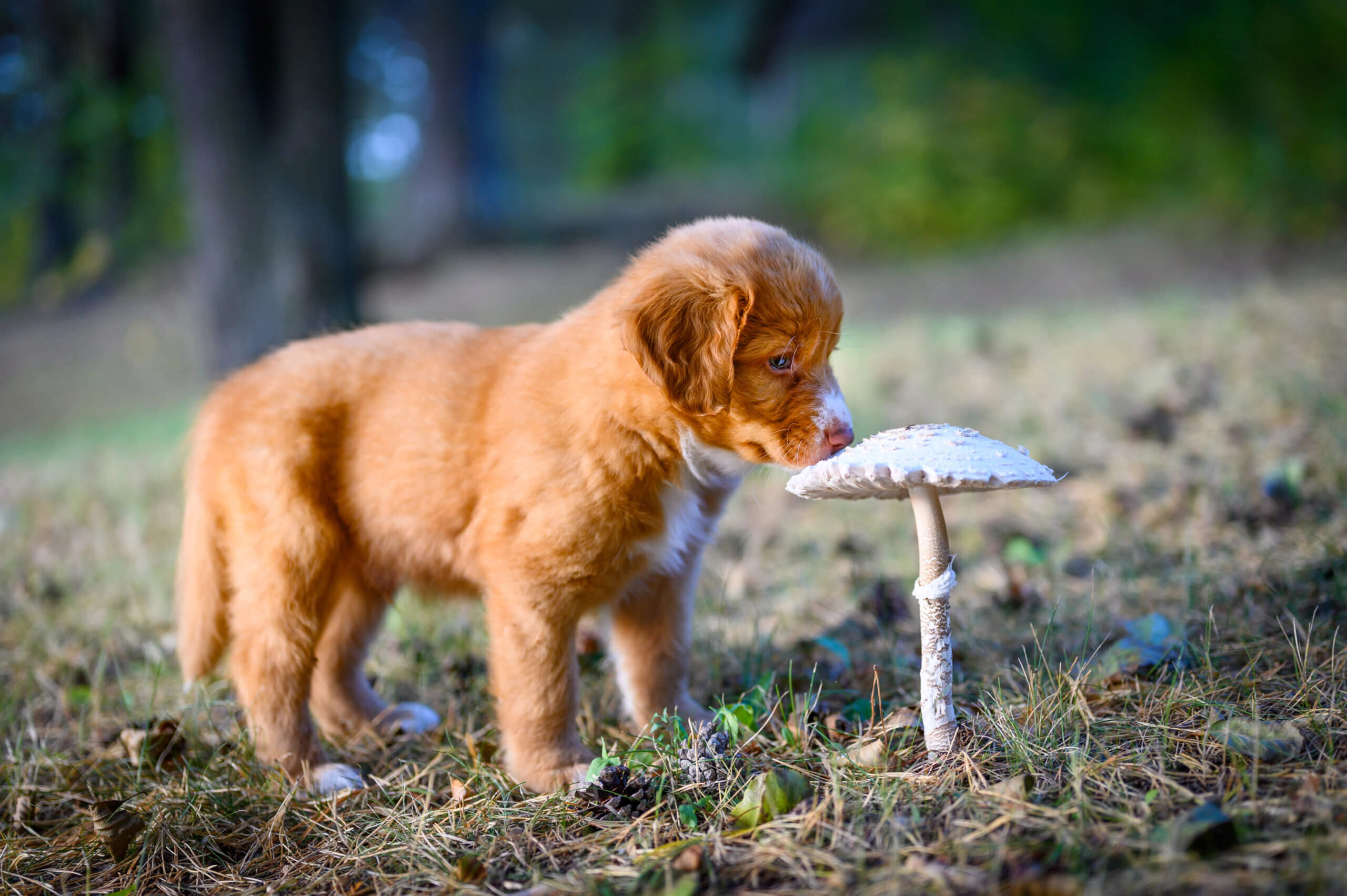 Dürfen Hunde Pilze fressen