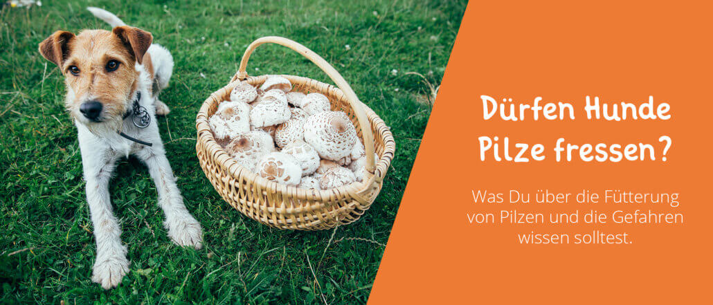 Dürfen Hunde Pilze fressen