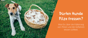 Dürfen Hunde Pilze fressen