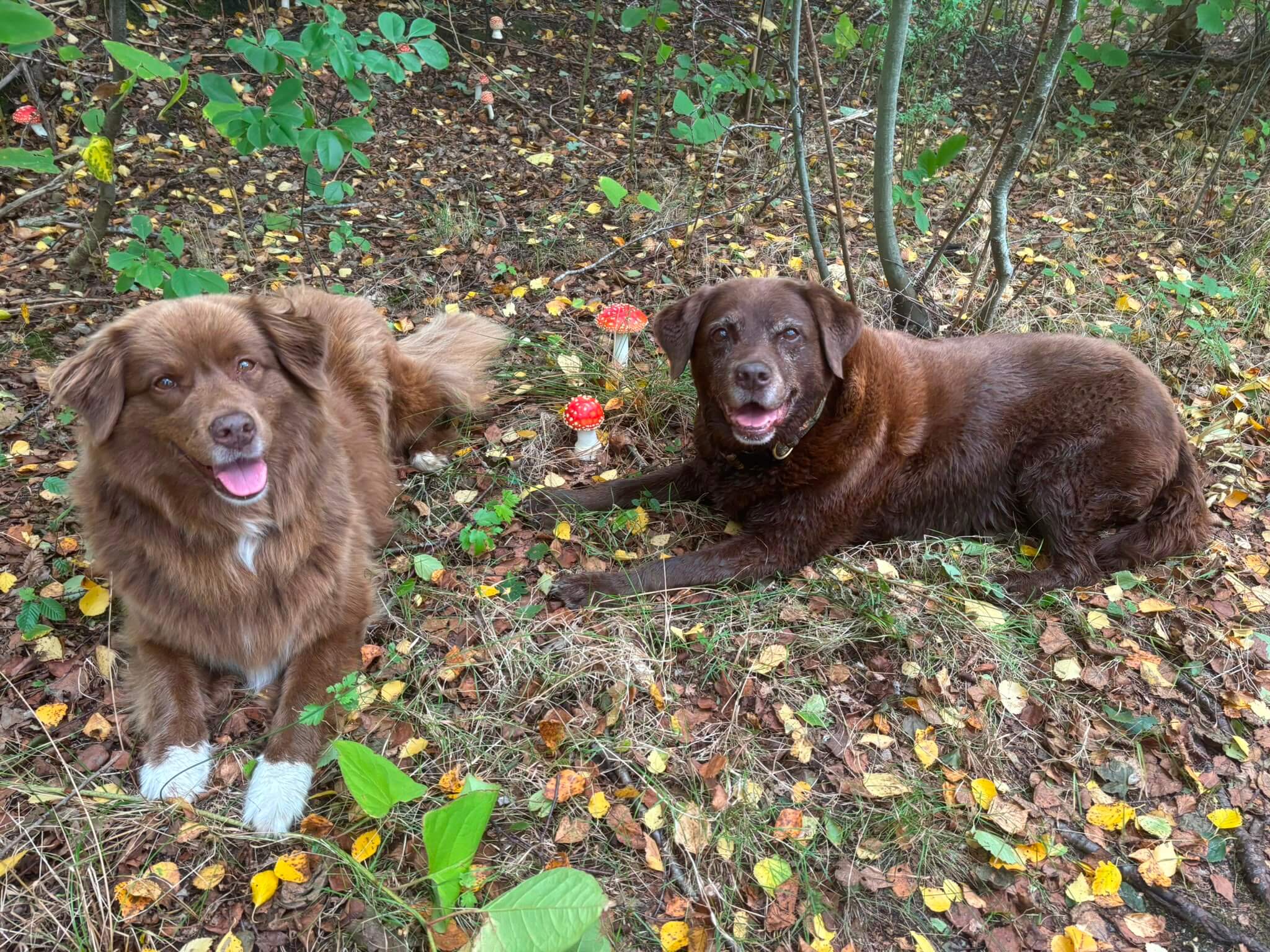 Hund Pilze sammeln