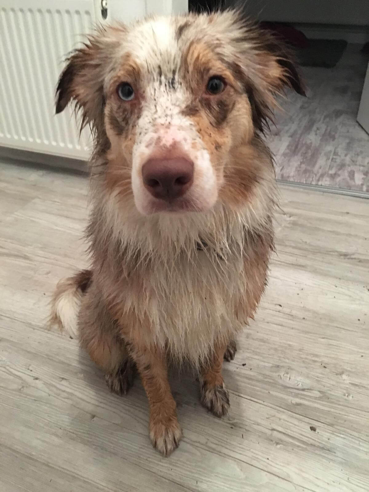 Hund im Regen