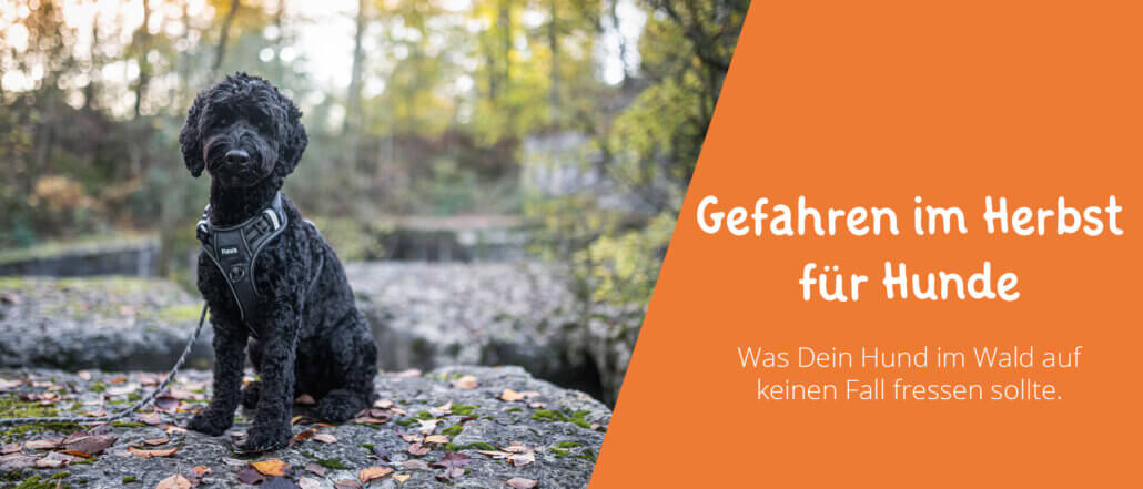 Gefahren im Herbst für Hunde
